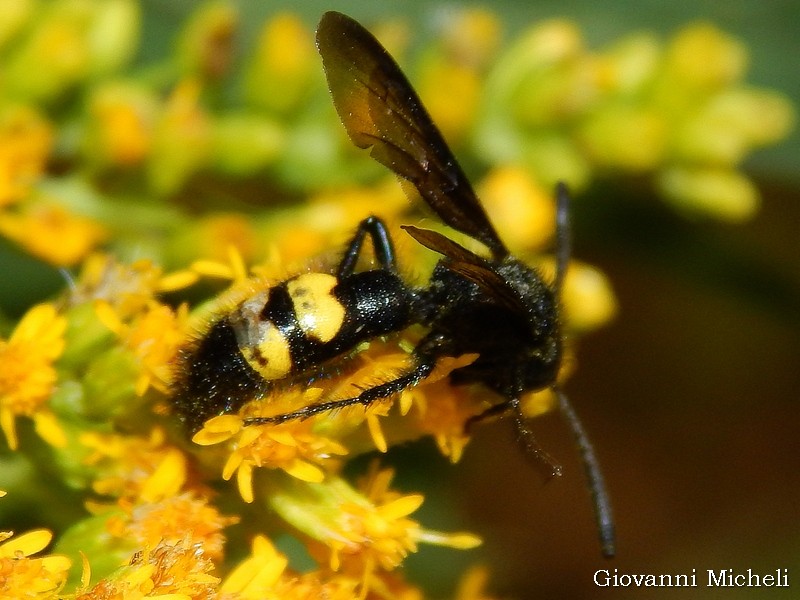 Maschio di Scolia hirta hirta, Scoliidae